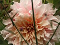 Dahlia Cafe au Lait_2017_09_07_9125