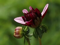 Dahlia Creme de Cassis_2016_06_22_1421