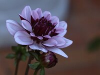 Dahlia Creme de Cassis_2016_06_23_1423
