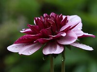 Dahlia Creme de Cassis_2016_06_24_1425