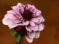 Dahlia Creme de Cassis_2016_06_24_1456