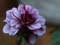 Dahlia Creme de Cassis_2016_06_26_1489