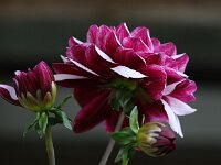 Dahlia Creme de Cassis_2016_06_26_1490