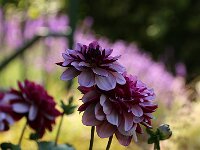 Dahlia Creme de Cassis_2016_07_03_1561