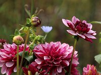 Dahlia Creme de Cassis_2017_08_16_8889