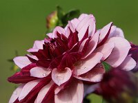 Dahlia Creme de Cassis_2017_08_19_8919