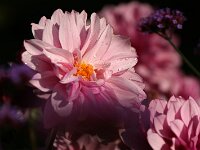Dahlia Creme de Cassis_2017_09_12_9345