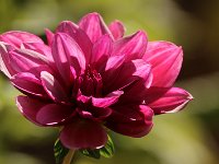 Dahlia Creme de Cassis_2018_09_30_6472