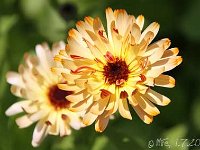 Calendula-Touch-of-Red-Buff-2013-07-01_2971