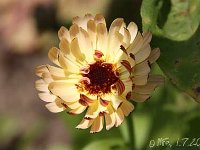 Calendula-Touch-of-Red-Buff-2013-07-01_2972