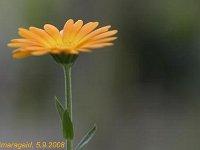 Calendula_2008-09-05_2616