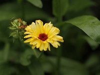 Calendula_2014_07_13_0896