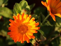 Calendula_2018_01_27_1483