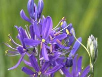 Camassia-quamash-2009-04-27_4919