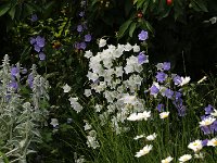 Campanula var Tina_2019_06_10_9999_18