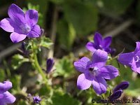 Campanula-Oma-2009-05-22_5756