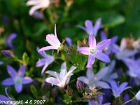 Campanula-poscharskyana-2007-06-04_8453