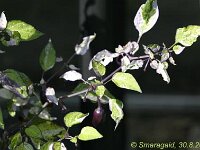 Capsicum Tri Fretti_2008-08-30_2370