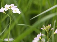 Cardamine pratensis_2013-05-01 Wiesenschaumkraut_1873
