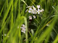 Cardamine pratensis_2014-04-25 Wiesenschaumkraut_8068