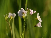 Cardamine pratensis_2016_05_04_0007