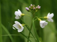 Cardamine pratensis_2017_04_14_5331