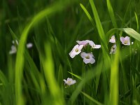 Cardamine pratensis_2019_04_23_8586