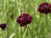 Centaurea Black Boy_2013-07-11_3167