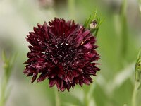 Centaurea Black Boy_2014-05-29_9500
