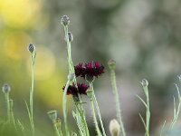 Centaurea Black Boy_2014-06-06_9637