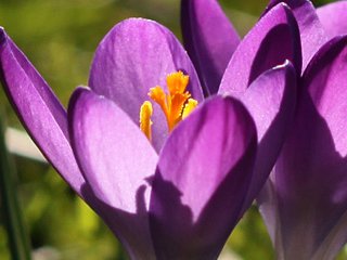 Crocus