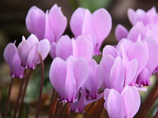 Cyclamen