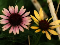 Echinacea Evening Glow_2017_07_19_8753