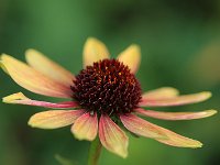 Echinacea Evening Glow_2017_10_18_0188