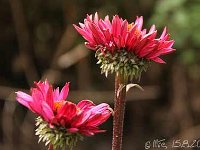 Echinacea Fatal Attraction_2013-08-15_3641
