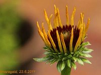 Echinacea Flame Thrower_2011-06-23_4255