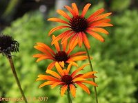 Echinacea Flame Thrower_2011-08-16_5354