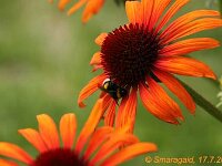 Echinacea Flame Thrower_2012-07-17_9869