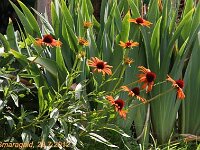 Echinacea Flame Thrower_2012-07-29_0138