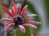 Echinacea Flame Thrower_2012-10-28_0909