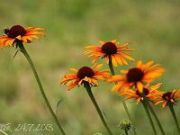 Echinacea Flame Thrower_2013-07-24_3258