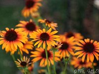 Echinacea Flame Thrower_2013-08-04_3356