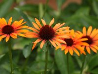 Echinacea Flame Thrower_2014_07_19_0944