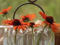 Echinacea Flame Thrower_2014_08_01_1064