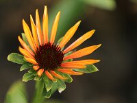 Echinacea Flame Thrower_2015_08_01_7323