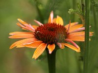 Echinacea evtl Summer Cocktail_2015_07_05_7011