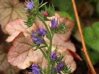 Echium vulgare_2017_06_28_8484