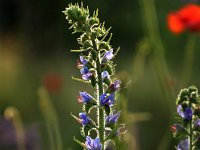 Echium vulgare_2019_06_18_9997