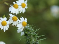 Echium vulgare_2020_06_19_01146