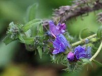Echium vulgare_2020_09_30_01983